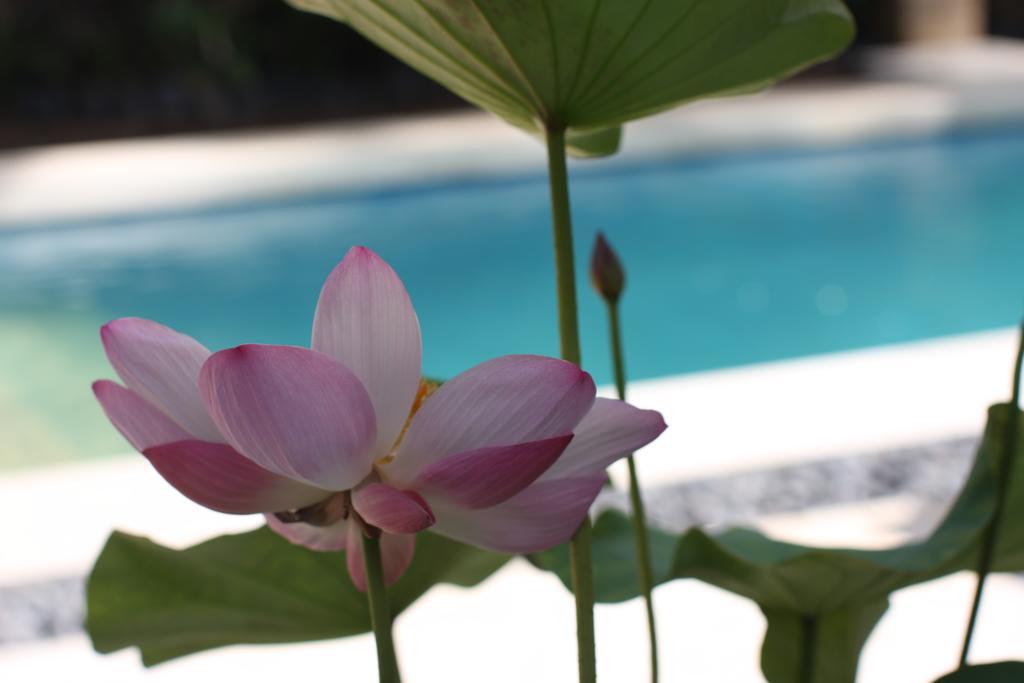 Villa Alu Lima 세미냑 객실 사진